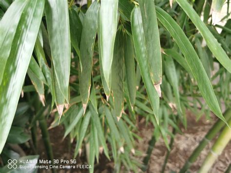 竹子繁殖方法 領先中文-閱讀理解50篇